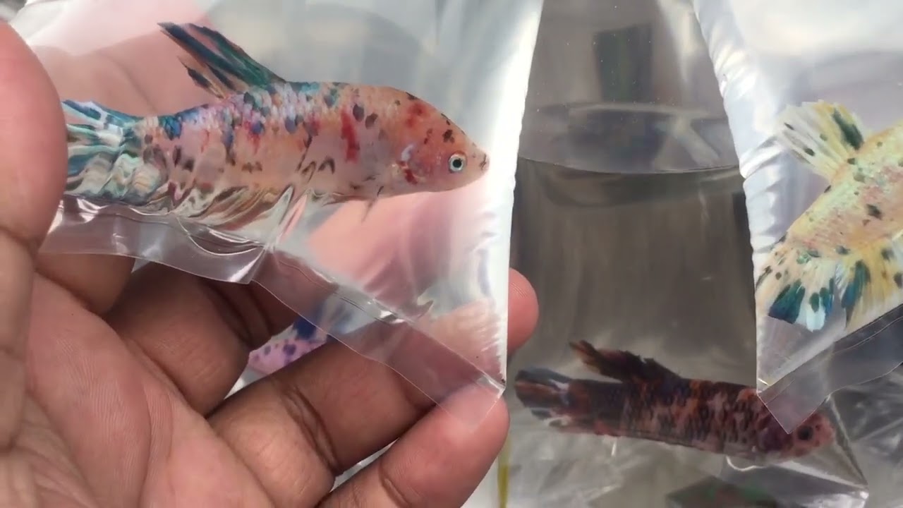 Update Cupang Rame Pembeli