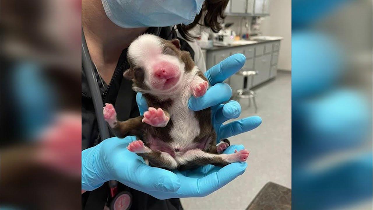 Роды животных названия. Звери женского рода. Роды животных названия. Животные мужского рода. Роды животных названия.