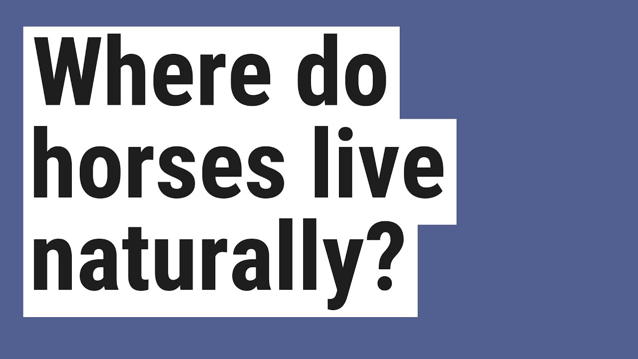 Where do horses live naturally? YouTube