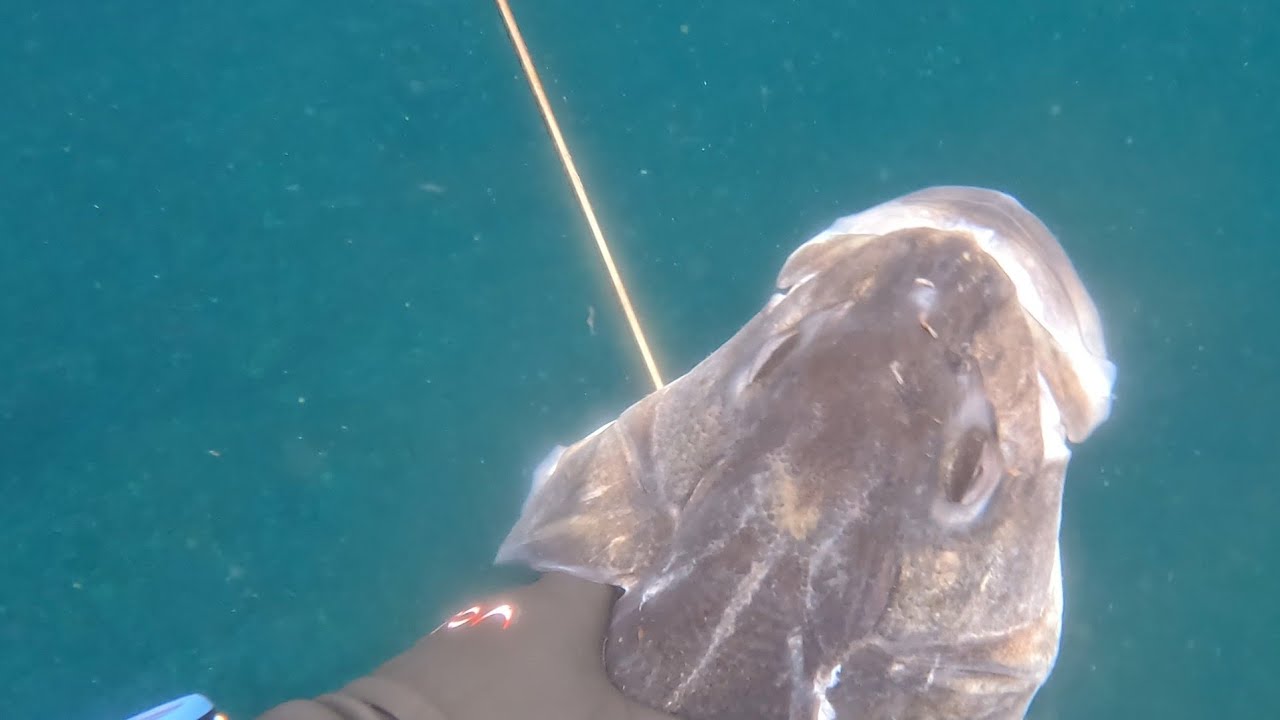 Pesca submarina en galicia (sargos y lubinas)#fishinglife #pescasub  #spearfishing #ocean #gopro 