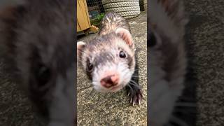 I Lost My Job… Then a Ferret Changed Everything 🦦