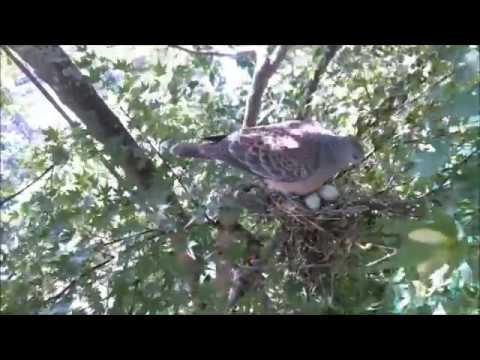 転卵をする抱卵中のキジバト Oriental turtle dove (Wild Bird) 