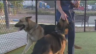 Dogged Determination To Rescue Pair of German Shepherds Left On Hwy. 50 Mountainside
