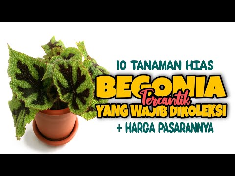 Video: Jenis Dan Jenis Sedum (86 Foto): Ungu, Eversa, Sedum Biasa Dan Lain-lain, Gambaran Keseluruhan Jenis 