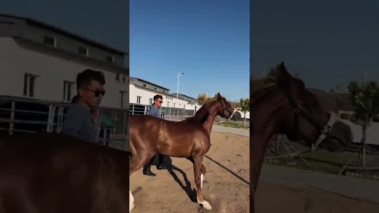 Beautiful wild horses run wild horses wild horses are fighting for territory 602