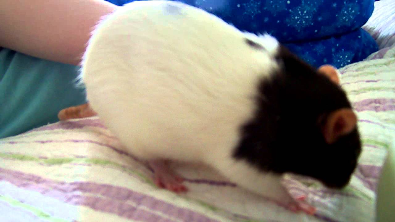 Rat Luna sick noisy, labored breathing part 1