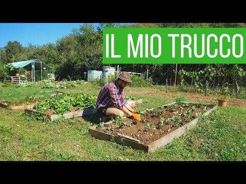 Video: Come piantare fragole all'aperto in autunno