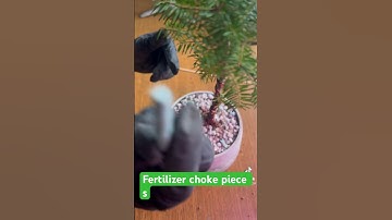 New way to fertilize bonsai
