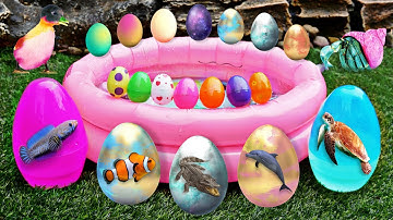 Bắt cá cảnh dễ thương, cá koi, cá rồng, bọ ú, rùa bảy màu, kì nhông, chuột