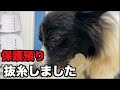 保護犬ボーダー・ゆっくり回復【18-19日目】
