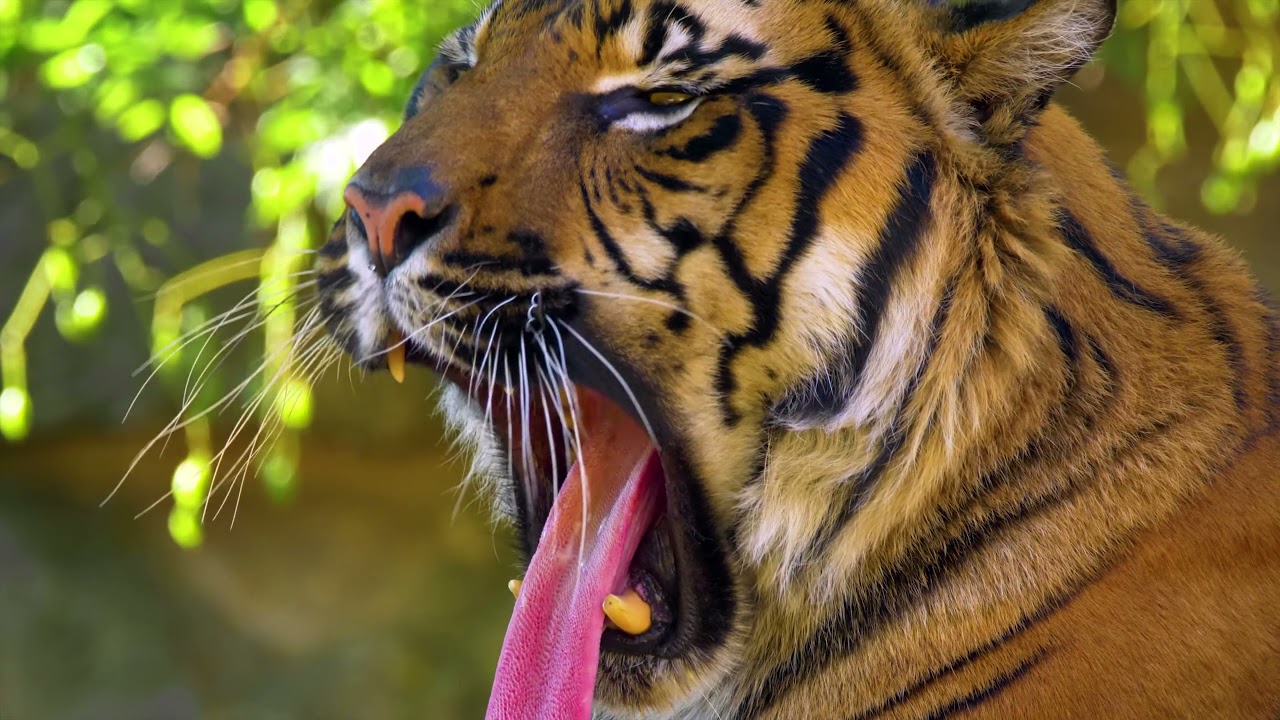 Tiger | 360 Mind Cooler 