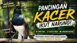SUARA PANCINGAN KACER AMPUH BIKIN KACER BAHAN APAPUN CEPAT BUNYI & GACOR