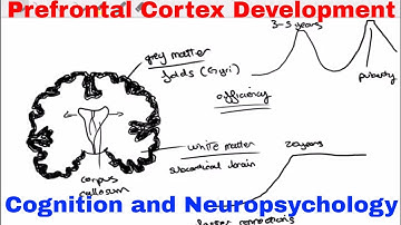 Prefrontal Cortex Development - Cognition and Neuropsychology