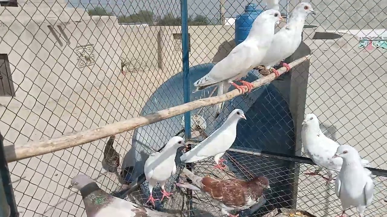 #Long time video#🫢 parvaz wale kabutar🥰👌