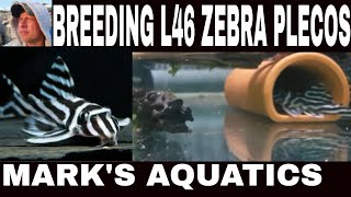 L46 ZEBRA PLECO  FIRST BABY!!!