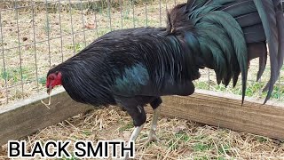 Black Robby Smith Farm - Beautiful Big Farm Watering And Feeding Time Shape Outdoor Chicken Coop