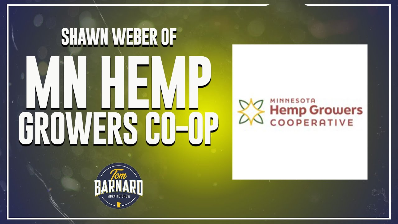 Just how potent is Minnesota Marijuana? Tom Barnard Podcast YouTube