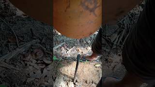 Coconut Husking by Hand #coconutprocessing #satisfying #coconuthusking #coconutindustry #asmr