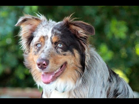 Great dog training fits every schedule!