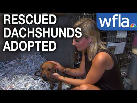 Update to dachshunds rescued from hoarding case