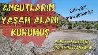 Nenek sel kapanı kaderine küskün (14.08.2021)