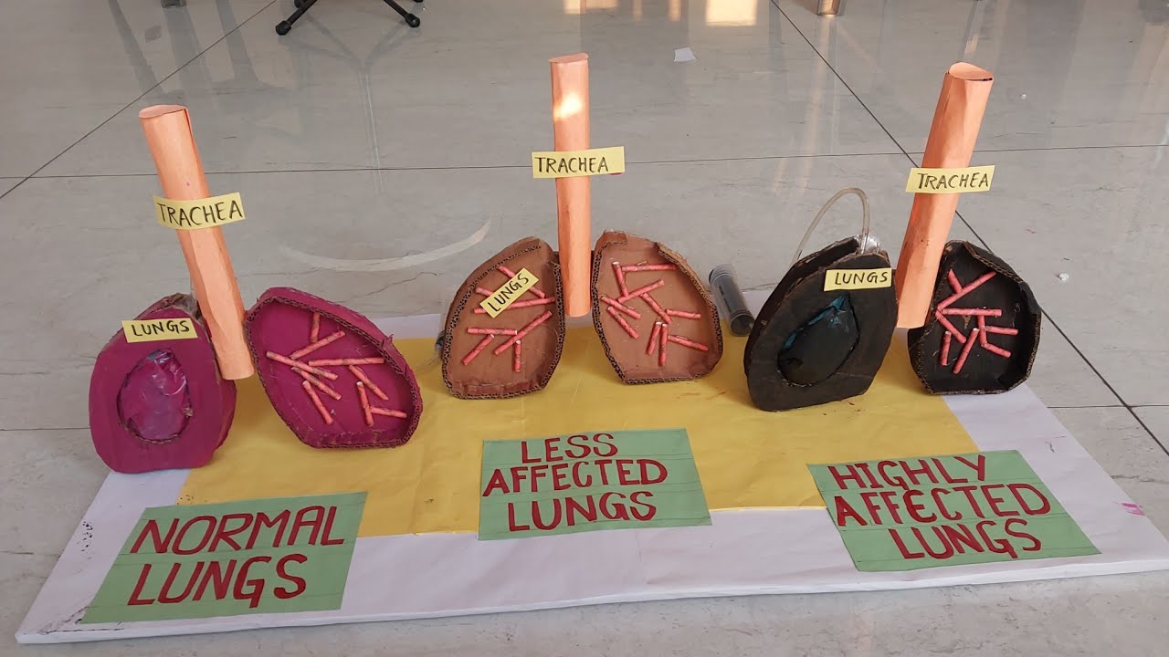 Lungs working model | Tobacco Effect on lungs