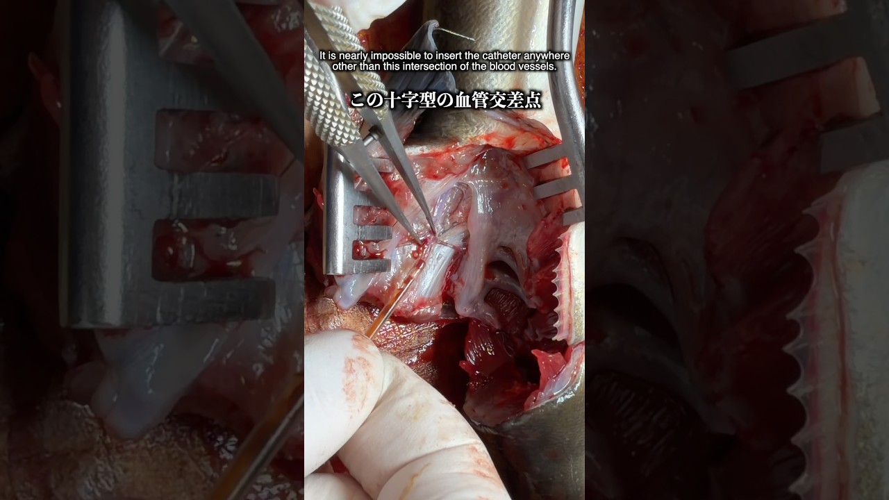 解説シリーズ開始‼︎ 第一弾はウナギ‼︎