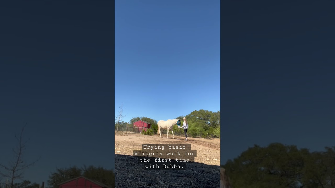 Learning Together: Our First Go at Basic Horse Liberty Training