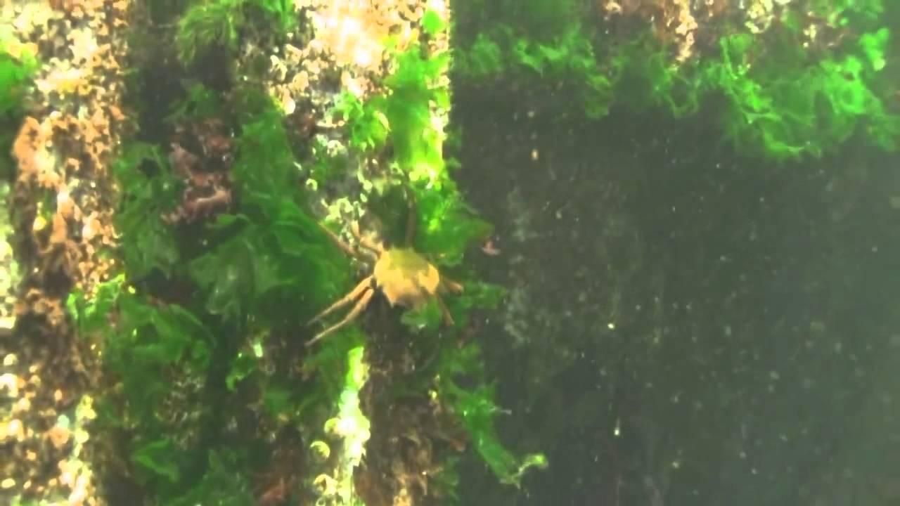 ASAKUA VideRay - VideoRay Pro 4 HD ROV Crab