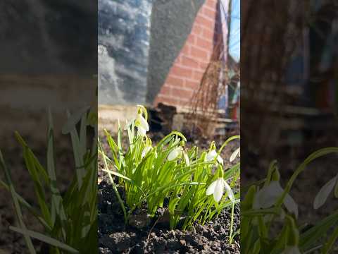 Звуки природы и весны🌱😌 #shorts #shortsvideo #природа #врек #весна