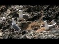 melting ice of lake Baikal. «За уходящим льдом Байкала - 2014»