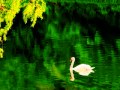 組曲「動物の謝肉祭」より「白鳥」Camille Saint-Saëns