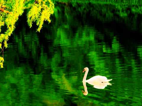 サン・サーンス 「白鳥」　演奏：アルト・ノラス