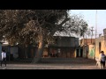 arboles chilenos clip 1