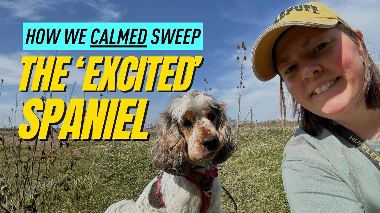 Stop Training Loose Lead Walking & Recall Until You Watch This