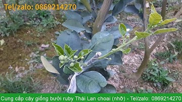 Cung cấp cây giống bưởi Ruby Thái Lan choai (nhỡ) - Tel/zalo: 0869214270
