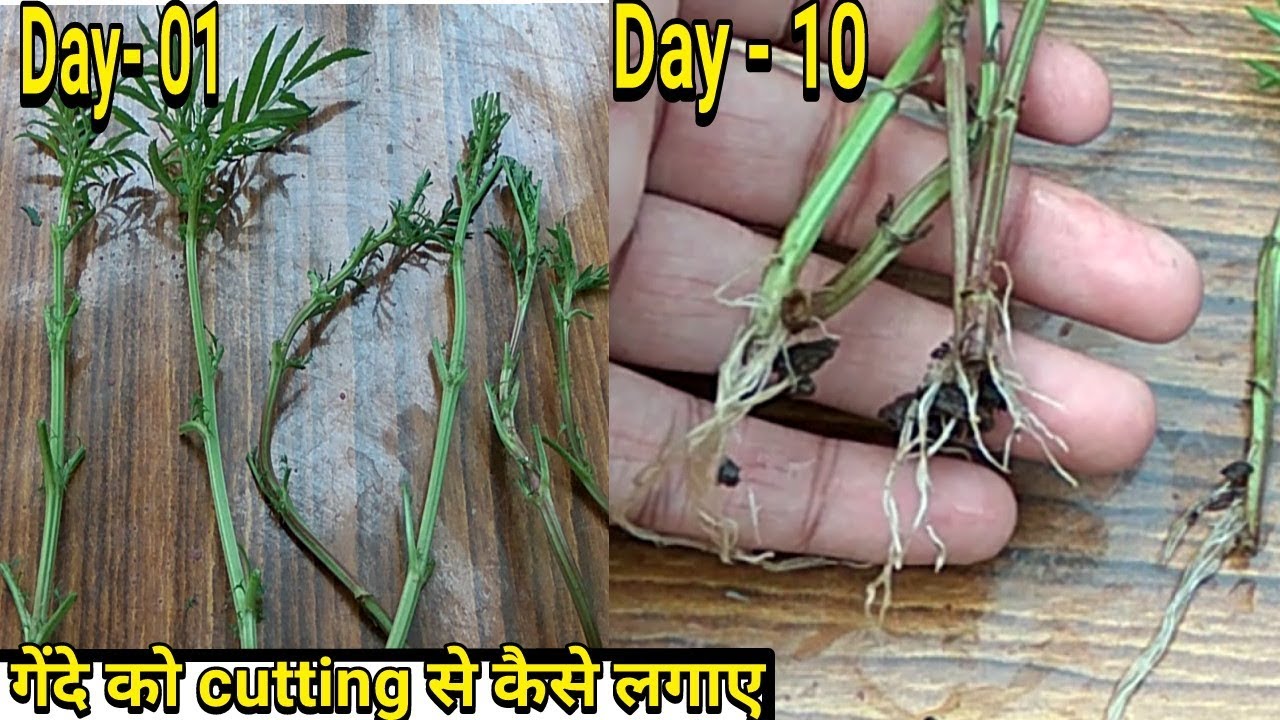 कटिंग से गेंदा कैसे लगाएं - How to Grow Marigold Plant From Cuttings in Hindi
