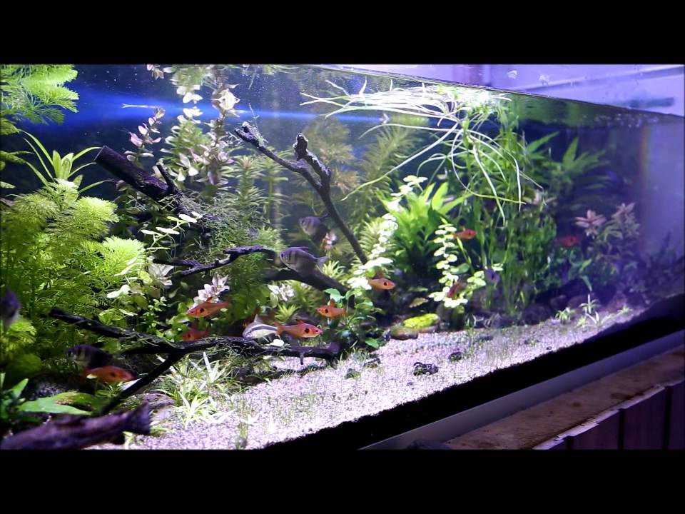ufish freshwater 240 ufish freshwater 240