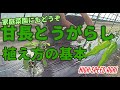 甘長とうがらし（ピーマン類）の植え方の基本