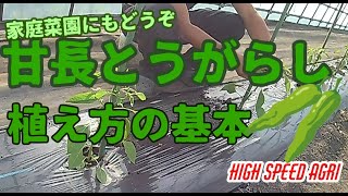 甘長とうがらし（ピーマン類）の植え方の基本