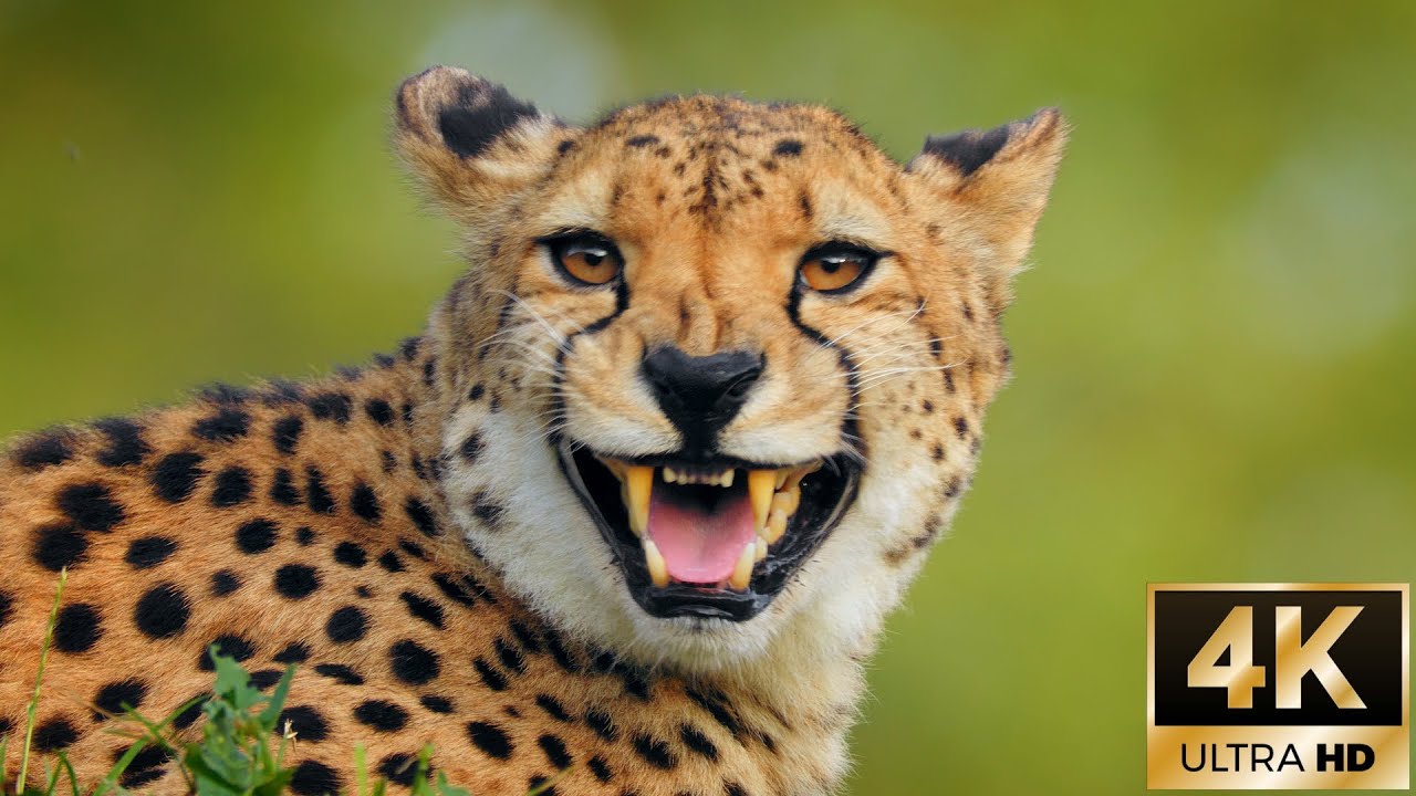 Cheetah Moments for Relaxation / 4K Nature Footage - YouTube