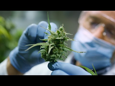 Vidéo: Ce Que Vous Devez Savoir Sur Le Cannabis: Le Tourisme Au Colorado