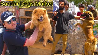 Saddar Dogs Market Karachi 5524 | World Famous Dogs Chow Chow German Shepherd Pit bull Dog Husky