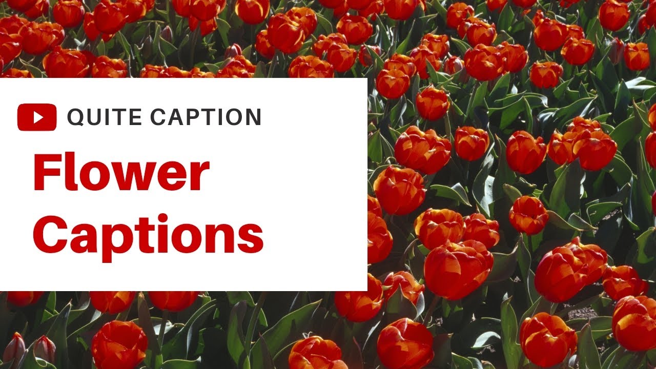 Flower Captions Flower Captions For Instagram Flower Instagram Captions Flower Quotes