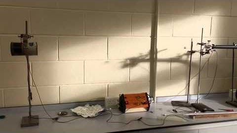 The Monkey and the Hunter Experiment