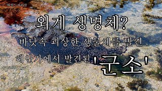 [숨터 UHD] 외계생명체? 바닷속 괴상한 생물체