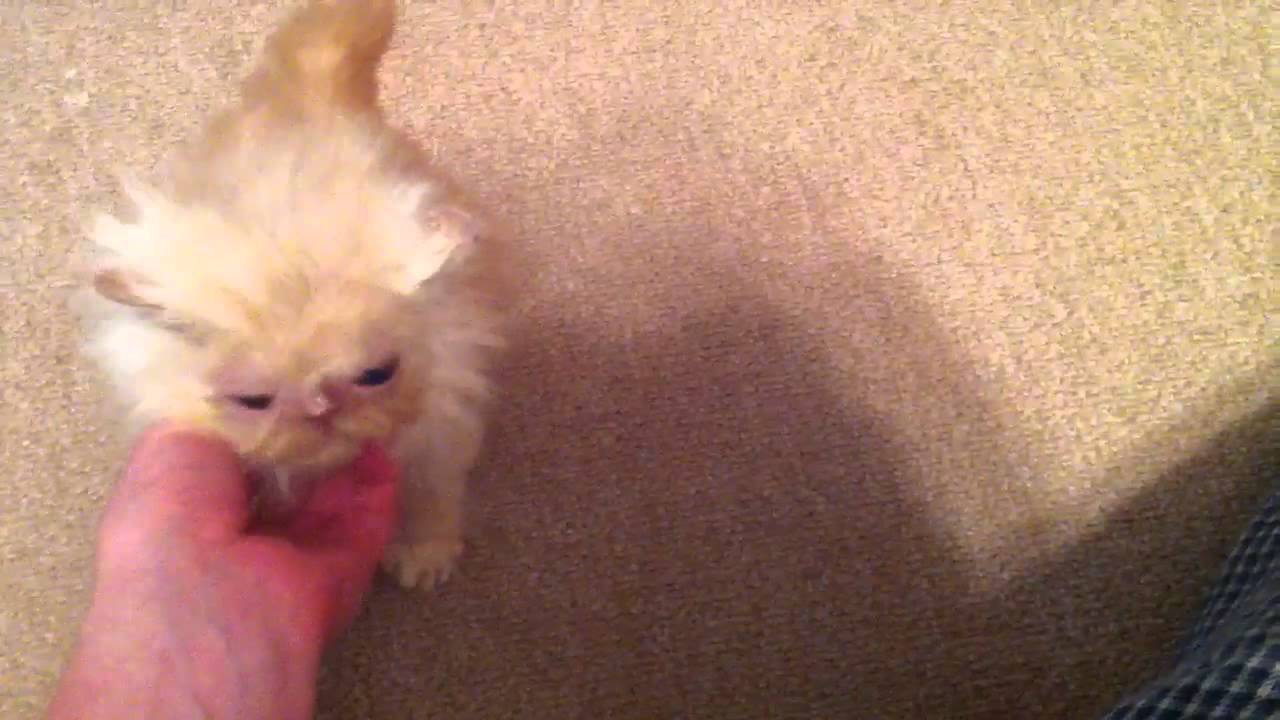 Cream/white Persian kitten