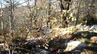 nel bosco con la neve screenshot 5