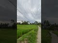 Indahnyaaa rice fields #wonderfulindonesia #pedesaan #shortvideo