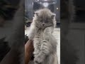 The Definition of Fluff! ☁️ Meet Our Cutest Grey Persian Kitten